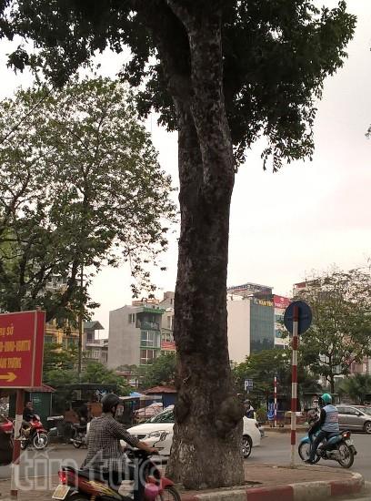 Không phải lần đầu cây xà cừ trên đường Láng bị đẽo vỏ ảnh 3